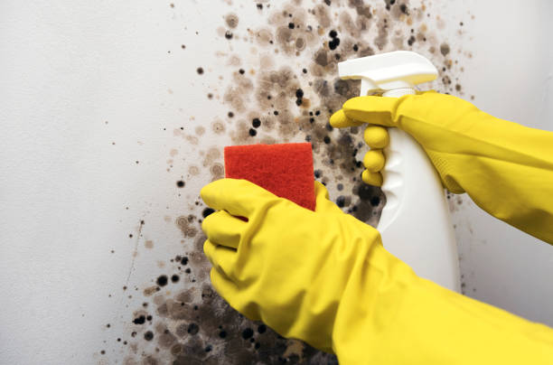 Office Mold Removal Services in Lone Tree, CO