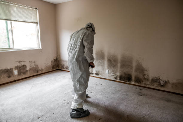 Mold Removal and Inspection in Lone Tree, CO